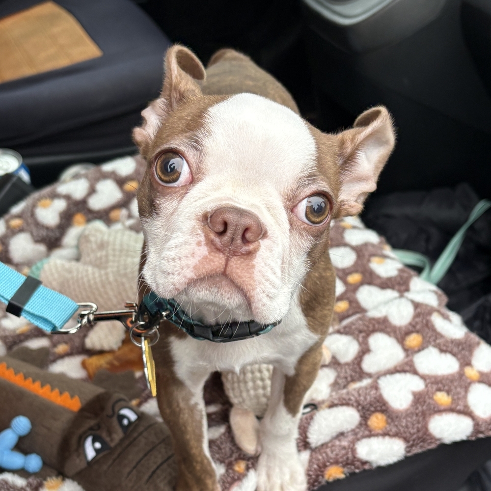 Meet ROOK the Reason Ive Been MIA